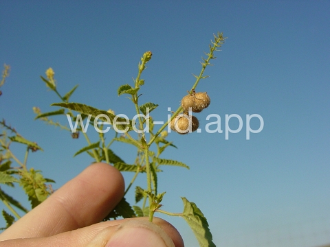 noseburn, nettleleaf